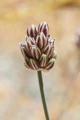 Allium rubrovittatum