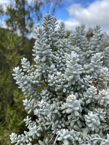 Pearl Bluebush