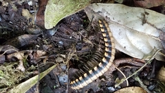 Nyssodesmus python