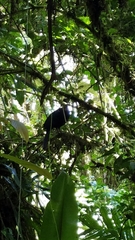 Chamaepetes unicolor