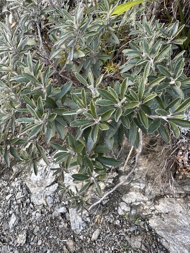Brachyglottis monroi, photograph 2