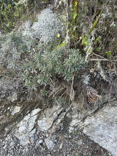 Brachyglottis monroi, photograph 3