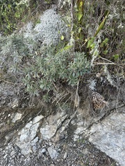 Brachyglottis monroi, photograph author not stated, no rights reserved