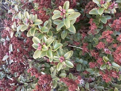 Gaultheria crassa