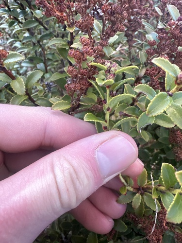 Gaultheria crassa, photograph 1