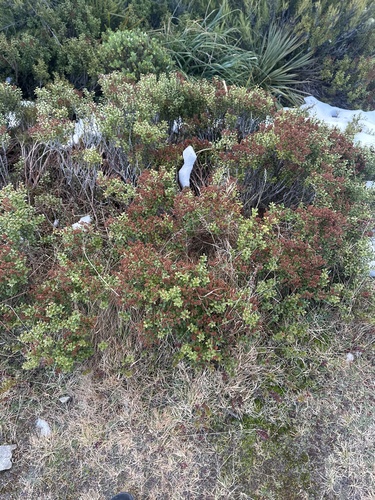 Gaultheria crassa, photograph 2