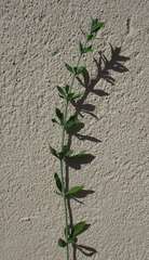 Pollichia campestris