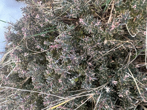Acrothamnus colensoi