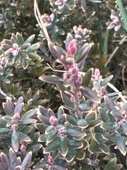 author not stated, no rights reserved Acrothamnus colensoi, photograph author not stated, no rights reserved
