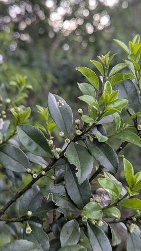 Japanese holly (Ilex crenata)