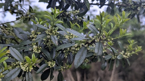 Japanese holly (Ilex crenata)