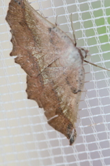 Drepanogynis mixtaria