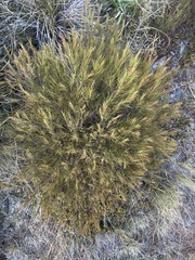 Dracophyllum rosmarinifolium