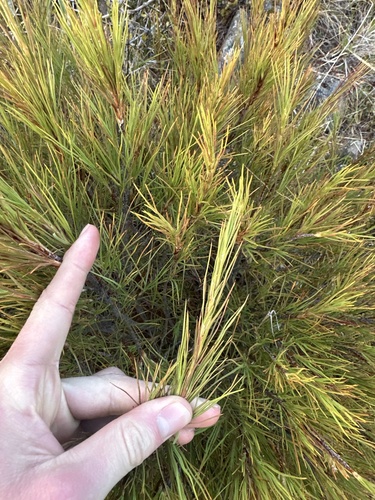 Dracophyllum rosmarinifolium, photograph 2