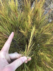 Dracophyllum rosmarinifolium, photograph author not stated, no rights reserved