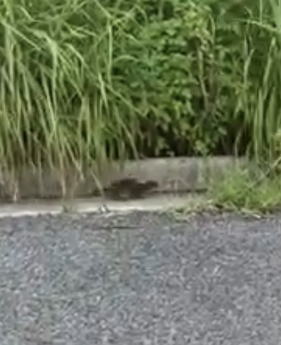 ニホンイタチ