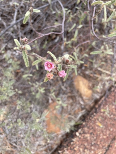 Commersonia magniflora