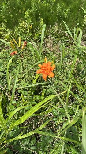 orange day-lily