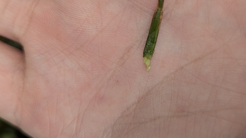 Blyxa echinosperma (Blyxa echinosperma)
