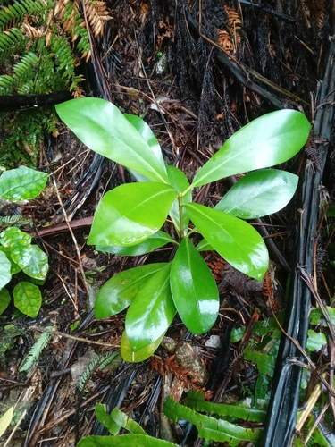 Karaka