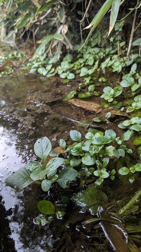 Limnophila rugosa, photograph 1