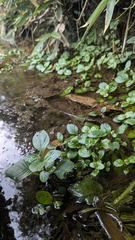 Limnophila rugosa