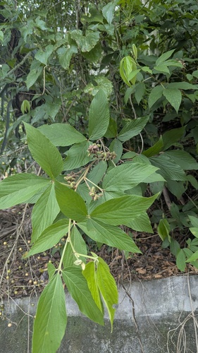 Flemingia macrophylla, photograph 1