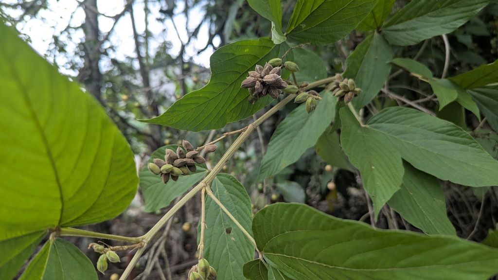 Flemingia macrophylla; photograph (c) Cheng-Te Hsu, some rights reserved (CC BY)