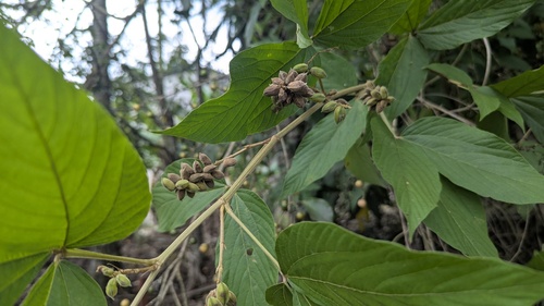 Flemingia macrophylla