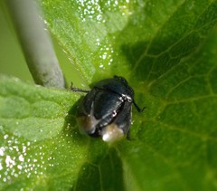 Legnotus limbosus