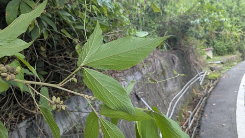 Flemingia macrophylla, photograph 2