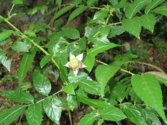 Rubus cardotii