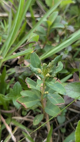 Lysimachia fortunei, photograph 3