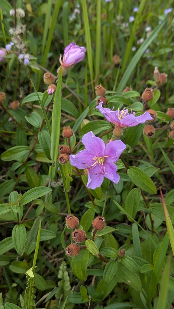 Melastoma × intermedium; photograph Cheng-Te Hsu, CC BY, iNaturalist via GBIF