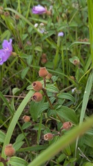 Cheng-Te Hsu, CC BY, iNaturalist via GBIF Melastoma × intermedium, photograph Cheng-Te Hsu, CC BY, iNaturalist via GBIF