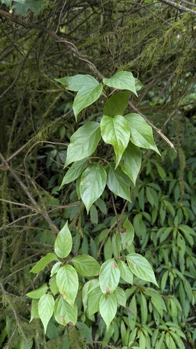 Schisandra arisanensis