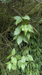 Schisandra arisanensis