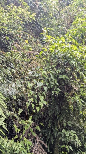 Schisandra arisanensis, photograph 2