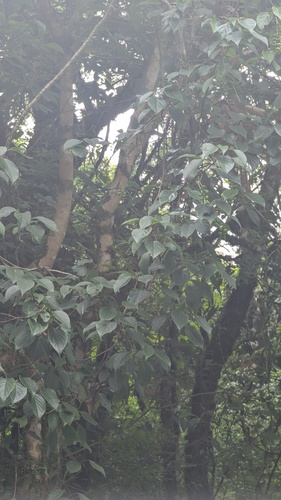 Schisandra arisanensis, photograph 4