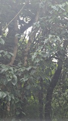 Schisandra arisanensis, photograph (c) Cheng-Te Hsu, some rights reserved (CC BY)