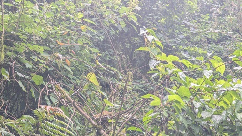 Schisandra arisanensis, photograph 3