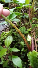 Peperomia hernandiifolia