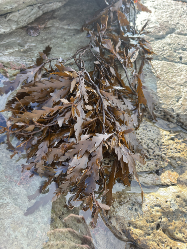 Landsburgia quercifolia, 2026-07-05