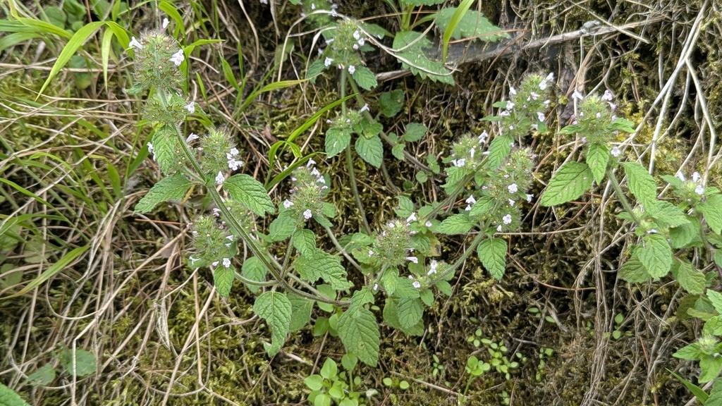 Clinopodium chinense; photograph (c) Cheng-Te Hsu, some rights reserved (CC BY)