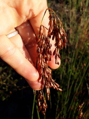 Rhodocoma fruticosa