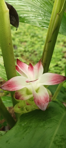 Curcuma longa observed 2026-07-04