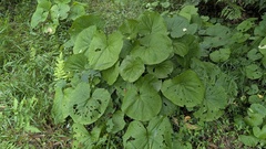 Ligularia stenocephala