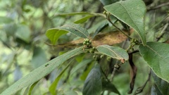 Actinodaphne mushaensis, photograph (c) Cheng-Te Hsu, some rights reserved (CC BY)
