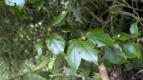 Celastrus punctatus