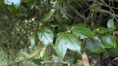 Celastrus punctatus